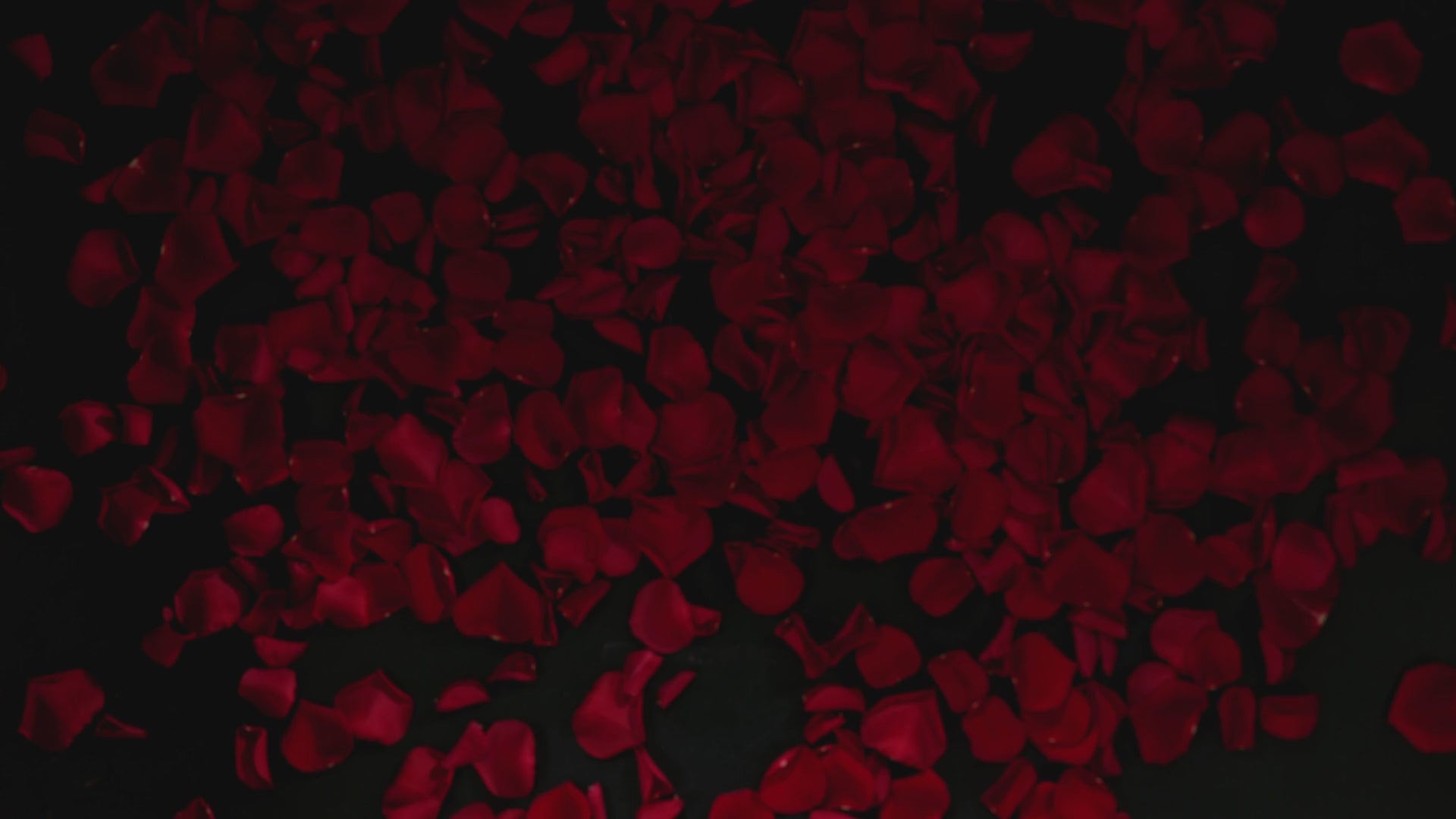 Video laden: Oudh Rose in Bilder beschrieben.